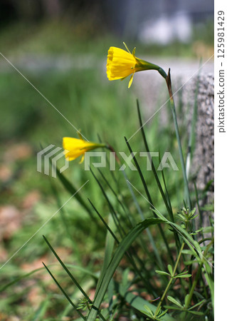 黃水仙花 黃水仙花 125981429