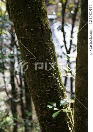 Parasitic mushrooms growing on trees 125981433