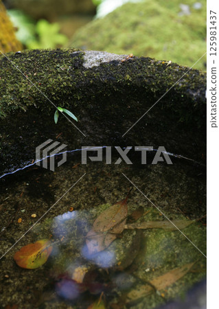 Mossy water basin and fallen leaves 125981437