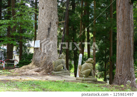 Giant fir tree, Iwasaki Hachiman Shrine, Yuzawa City, Akita Prefecture 125981497