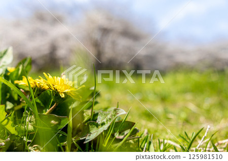 Dandelions blooming in the spring field Dandelions blooming in the spring field 125981510