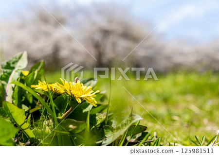 Cherry blossoms in full bloom and dandelions against the blue spring sky Cherry blossoms in full bloom and dandelions against the blue spring sky 125981511
