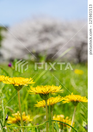 Cherry blossoms in full bloom and dandelions against the blue spring sky 125981513