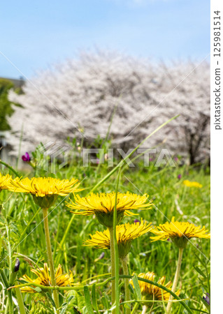 Cherry blossoms in full bloom and dandelions against the blue spring sky Cherry blossoms in full bloom and dandelions against the blue spring sky 125981514