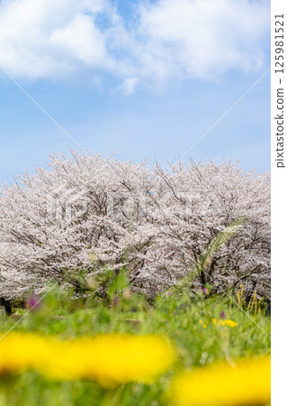 Cherry blossoms in full bloom and dandelions against the blue spring sky Cherry blossoms in full bloom and dandelions against the blue spring sky 125981521