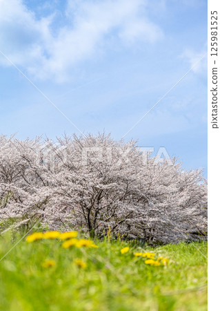 Cherry blossoms in full bloom and dandelions against the blue spring sky Cherry blossoms in full bloom and dandelions against the blue spring sky 125981525