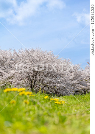 盛開的櫻花和蒲公英在藍色的春天天空中 125981526