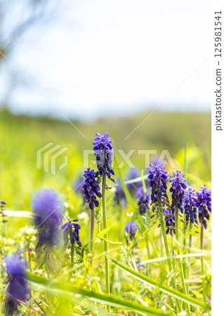 穆斯卡里藍色的花朵 穆斯卡里藍色的花朵 125981541