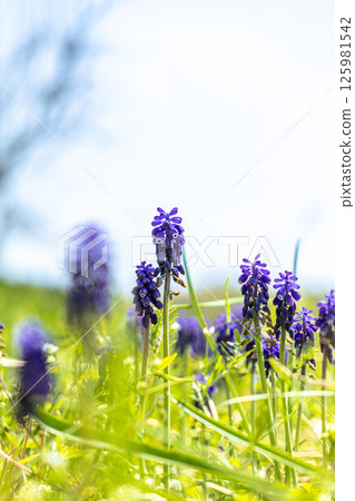 Blue sky and muscari Blue sky and muscari 125981542