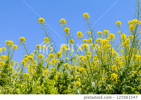 Rape flower and blue sky Rape flower and blue sky 125981547