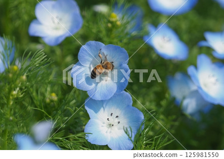 Nemophila flowers and bees 125981550