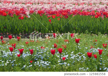 Red tulip flower garden 125981558