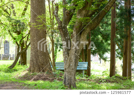 秋田縣湯澤市岩崎八幡神社指定為保護樹的冷杉和楓樹 125981577