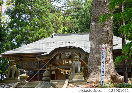 Iwasaki Hachiman Shrine Giant Fir Tree Yuzawa City Akita Prefecture Iwasaki Hachiman Shrine Giant Fir Tree Yuzawa City Akita Prefecture 125981621