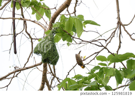 The yellow bird on Build nest from dry stick hay in nature 125981819