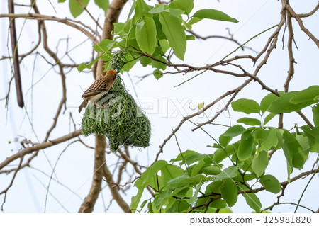 The yellow bird on Build nest from dry stick hay in nature The yellow bird on Build nest from dry stick hay in nature 125981820