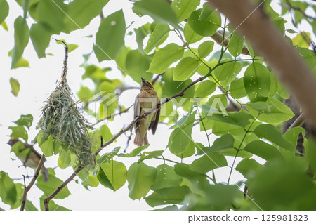 The yellow bird on Build nest from dry stick hay in nature The yellow bird on Build nest from dry stick hay in nature 125981823
