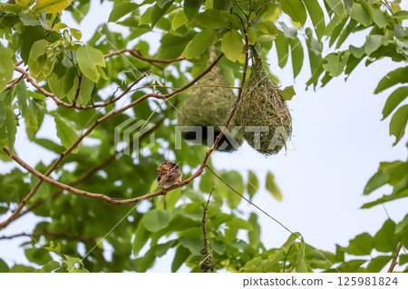 The yellow bird on Build nest from dry stick hay in nature 125981824