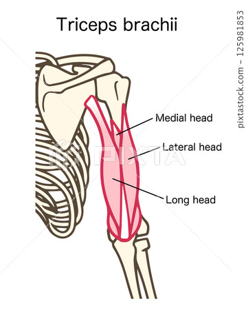 Acts to extend the triceps, upper arm muscles, and forearm Acts to extend the triceps, upper arm muscles, and forearm 125981853