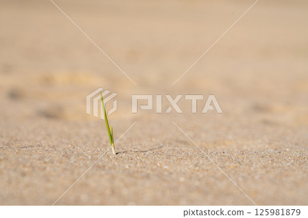 Small marram grass at the beach Small marram grass at the beach 125981879