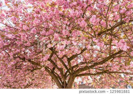 Japanese cherry tree Japanese cherry tree 125981881