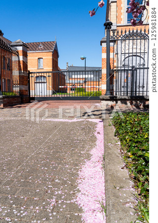 on the street there are colored leaves of the flower of the Japanese cherry tree on the street there are colored leaves of the flower of the Japanese cherry tree 125981884