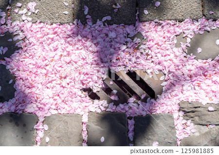 on the street there are colored leaves of the flower of the Japanese cherry tree 125981885