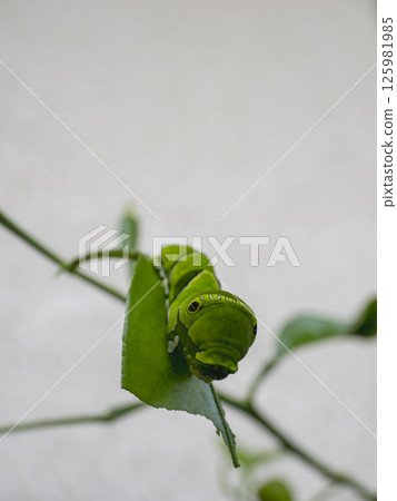 Cute Caterpillar 125981985