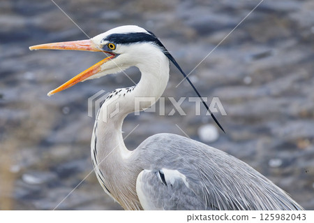 A grey heron with a magnificent crest A grey heron with a magnificent crest 125982043