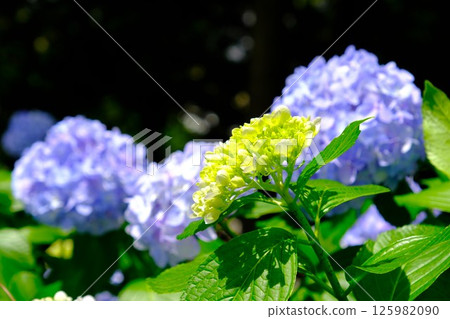 盛開的繡球花 125982090