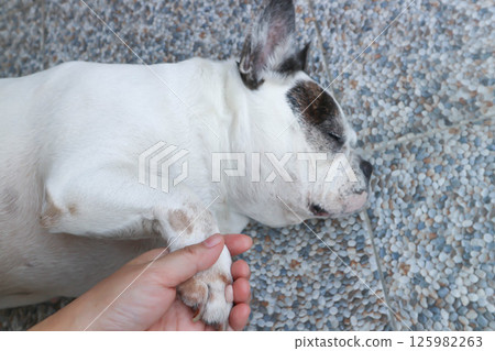 sleeping French bulldog or groping dog , tame dog or touching dog 125982263