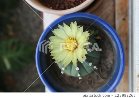 Astrophytum asteriias flower or cactus in the flower pot or Astrophytum or Astrophytum asteriias and flower Astrophytum asteriias flower or cactus in the flower pot or Astrophytum or Astrophytum asteriias and flower 125982265