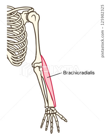 Brachioradialis, muscle that flexes the elbow joint Brachioradialis, muscle that flexes the elbow joint 125982325