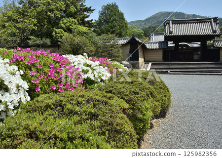 隨心院的杜鵑花和藥師門（京都市山科區） 125982356