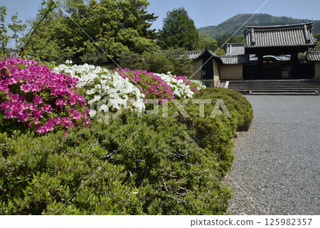 Azaleas and the Yakuimon Gate at Zuishin-in Temple (Yamashina Ward, Kyoto City) Azaleas and the Yakuimon Gate at Zuishin-in Temple (Yamashina Ward, Kyoto City) 125982357