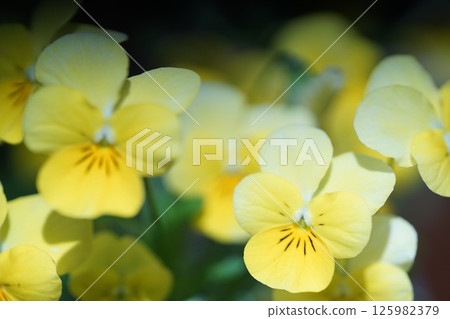 黃色中提琴花 125982379