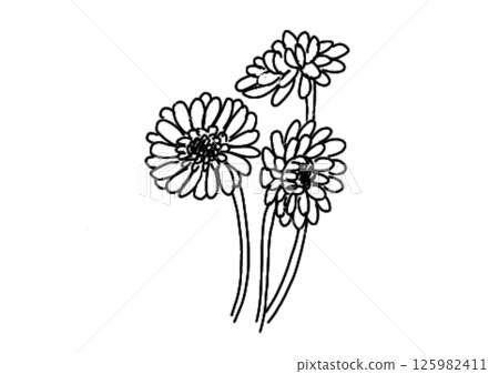 非洲菊（單色） 125982411
