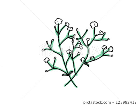 Gypsophila (color) 125982412