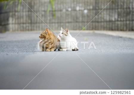 Two friendly stray cats playing on the road Two friendly stray cats playing on the road 125982561