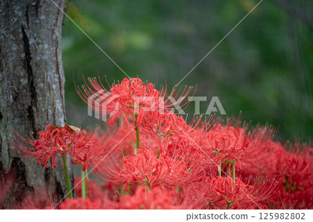 Close-up of spider lilies and spider lilies | Autumn seasonal scenery 125982802