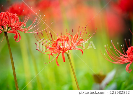 Close-up of spider lilies and spider lilies | Autumn seasonal scenery Close-up of spider lilies and spider lilies | Autumn seasonal scenery 125982852