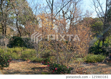 Winter Park Rhubai Flower 125983161