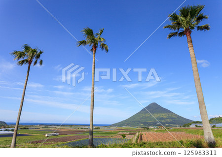 春天,指宿枕崎線穿梭於棕櫚樹的空隙間,以開聞山為背景 春天,指宿枕崎線穿梭於棕櫚樹的空隙間,以開聞山為背景 125983311