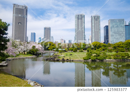 濱離宮恩賜庭園的櫻花、太鼓橋以及汐留的建築 125983377