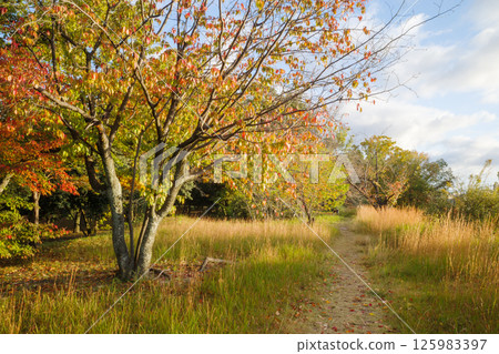 深秋落葉漫步 125983397