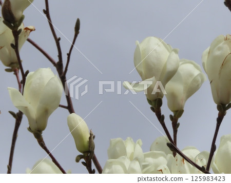多雲的天空和白色的木蘭花 多雲的天空和白色的木蘭花 125983423