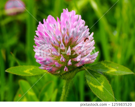 Ants climbing a red clover flower Ants climbing a red clover flower 125983520