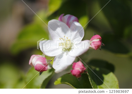 蘋果花在春日陽光下綻放 125983697