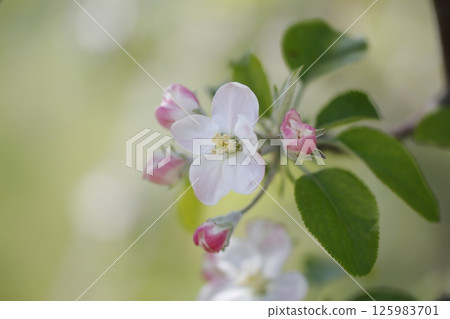 蘋果花在春日陽光下綻放 125983701