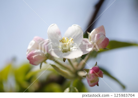 蘋果花在春日陽光下綻放 蘋果花在春日陽光下綻放 125983704